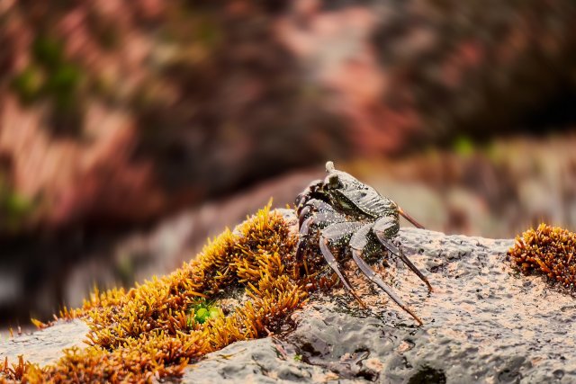 Crab