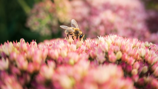 The bee