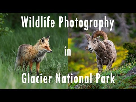 Wildlife Photography - Bears, Fox, Bighorn Sheep - Glacier National Park